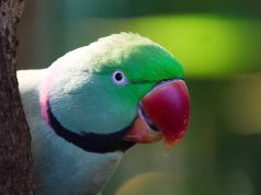 Vlastnosti papoušků